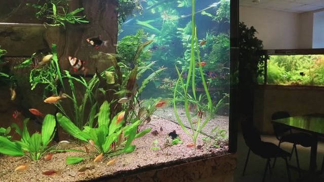 Aquarium creations best sale